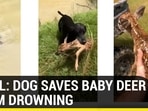 VIRAL: DOG SAVES BABY DEER FROM DROWNING VIRAL: DOG SAVES BABY DEER FROM DROWNING