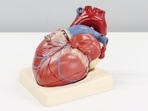 A new research has found that heart disease causes a breakdown of a key brain function which links brain activity and blood flow.(Unsplash) A new research has found that heart disease causes a breakdown of a key brain function which links brain activity and blood flow.(Unsplash)