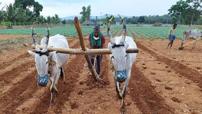 The excess rainfall has damaged crops in lakhs of hectares of agricultural and horticultural lands in Karnataka (HT Archives) The excess rainfall has damaged crops in lakhs of hectares of agricultural and horticultural lands in Karnataka (HT Archives)