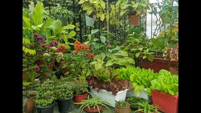 Delhiites love the taste of pesticide-free home-grown veggies, say work from home have given them a chance to spend more time in their kitchen garden.