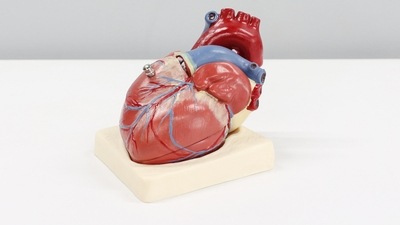 A new research has found that heart disease causes a breakdown of a key brain function which links brain activity and blood flow. (Unsplash)