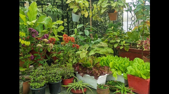Delhiites love the taste of pesticide-free home-grown veggies, say work from home have given them a chance to spend more time in their kitchen garden.
