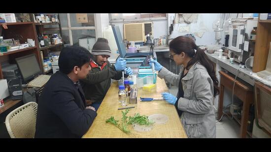 BHU team working on carrot grass that is found in abundance across India. As soon as anyone touches any part of the plant, the toxin Sesquiterpene lactones found in the entire plant causes allergy, asthma, redness of skin in humans. (HT Photo)