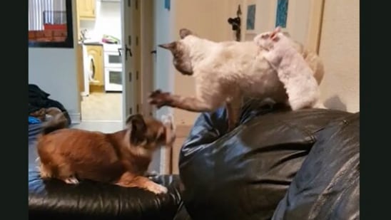A screengrab from the video that shows three friends - a dog, a cat and a rat. (Jukin Media) A screengrab from the video that shows three friends - a dog, a cat and a rat. (Jukin Media)
