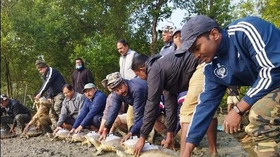 In 2009, the Sunderban Tiger Reserve authorities and the Turtle Survival Alliance started a turtle breeding programme. (HT Photo)