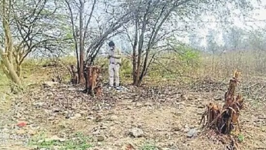 A senior forest and wildlife department, when contacted, said an inspection was carried out at the site on Wednesday and all necessary documents and permissions for the tree felling are being checked. A senior forest and wildlife department, when contacted, said an inspection was carried out at the site on Wednesday and all necessary documents and permissions for the tree felling are being checked.