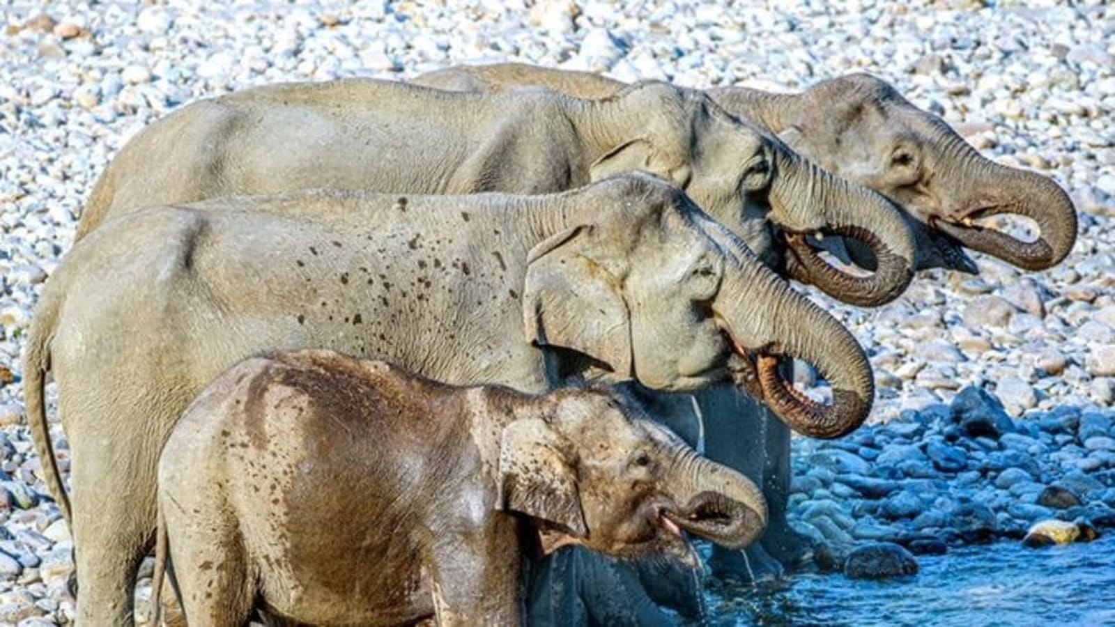 Were many animals. Elephants drinking. How many Elephants. Elephants are drinking. Elephant is drinking.