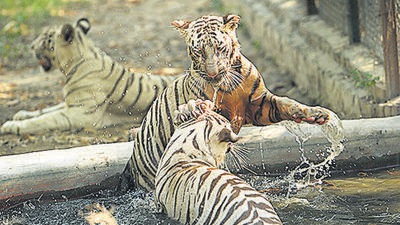 The National Tiger Conservation Authority in India will soon come out with guidelines for the reintroduction of tigers that can used by other Tiger Range Countries. (HT file) The National Tiger Conservation Authority in India will soon come out with guidelines for the reintroduction of tigers that can used by other Tiger Range Countries. (HT file)