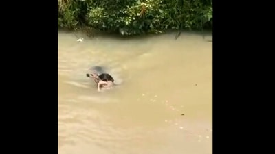 The image, taken from the viral video, shows the dog rescuing the deer. (Screengrab)