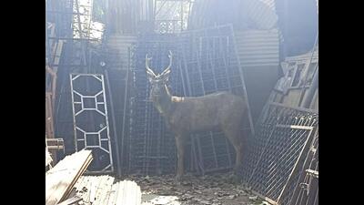 After being rescued by the Chandigarh forest department, the sambar was released into its natural habitat in Kansal forest (HT Photo)