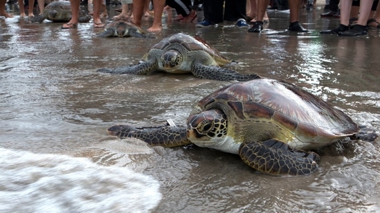 Ten batagur baskas - seven females and three males- were fitted with GPS device and released in a river in Sundarbans mangrove forest on January 19.&nbsp;(Representative image/HT File)