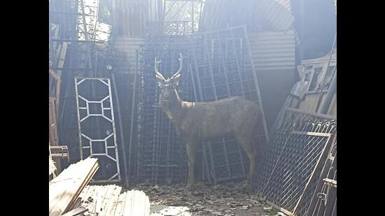 After being rescued by the Chandigarh forest department, the sambar was released into its natural habitat in Kansal forest (HT Photo)