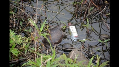 Turtles found dead are floating on Gauripada Lake in Kalyan (W) on Saturday. (RISHIKESH CHOUDHARY/HT PHOTO)