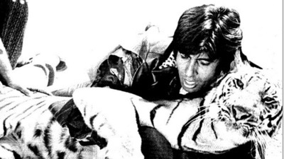 Amitabh Bachchan fighting a tiger on the sets of Khoon Pasina. Amitabh Bachchan fighting a tiger on the sets of Khoon Pasina.