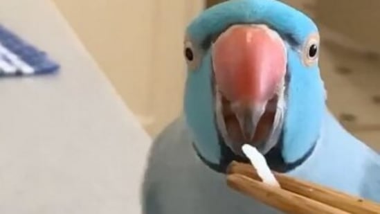 Cute bird being fed a grain of rice with chopsticks will make ...
