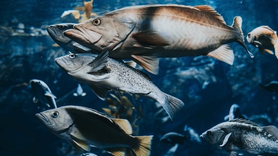 3. Fatty Fish - Fatty fish such as salmon, sardines, anchovies and mackerel are a potent source of omega-3 fats — powerful anti-inflammatory unsaturated fats that have cardio protective effects against vascular inflammation and atherosclerosis. (Photo by Marcos Paulo Prado on Unsplash)
