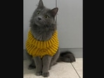 The catto wearing the sweater knit by the Redditor's mother. (reddit/@fosterschmidt) The catto wearing the sweater knit by the Redditor's mother. (reddit/@fosterschmidt)