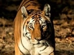 The celebrity tigress, Collarwali, lived and died in the grand landscape of Pench National Park, aged 16.(File photo)