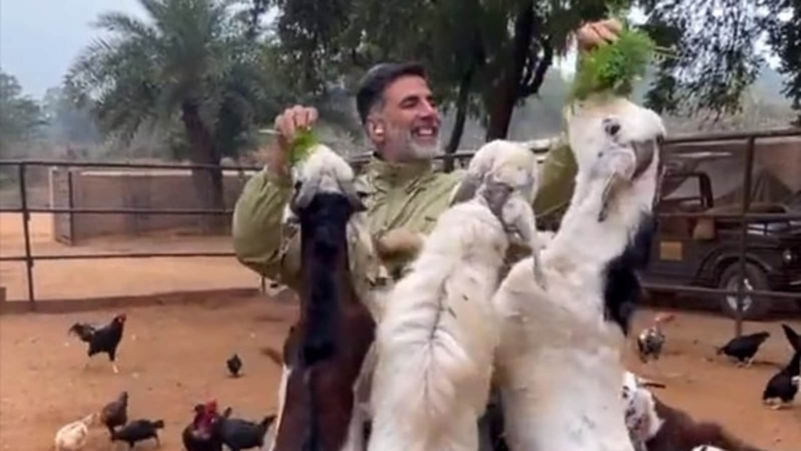 Akshay feeds goats, fan says they’re doing ‘stunts’ too after meeting him. Watch