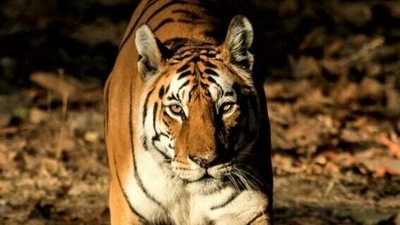 The celebrity tigress, Collarwali, lived and died in the grand landscape of Pench National Park, aged 16. (File photo)