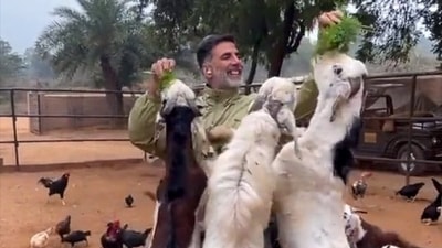 Akshay Kumar fed goats in a new video. Chickens could also be seen behind him. Akshay Kumar fed goats in a new video. Chickens could also be seen behind him.