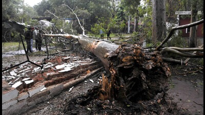 Heavy rains coupled with winds, blowing at speeds of 25km per hour, resulted in the uprooting of a tree near the Dhobighat in Sector 20, Chandigarh, on Sunday morning. No injuries were reported. (Keshav Singh/HT) Heavy rains coupled with winds, blowing at speeds of 25km per hour, resulted in the uprooting of a tree near the Dhobighat in Sector 20, Chandigarh, on Sunday morning. No injuries were reported. (Keshav Singh/HT)