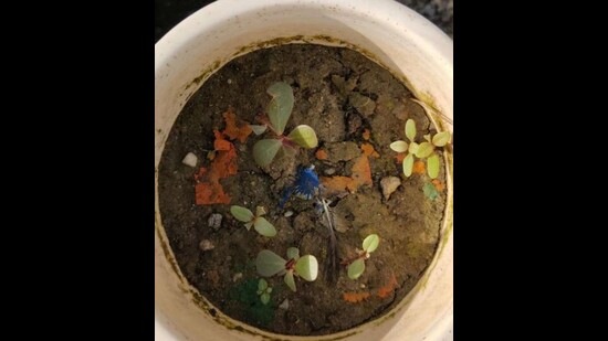 Plantable flags are embedded with seeds of tulsi, wildflowers, tomatoes, green chilli and marigold. Plantable flags are embedded with seeds of tulsi, wildflowers, tomatoes, green chilli and marigold.
