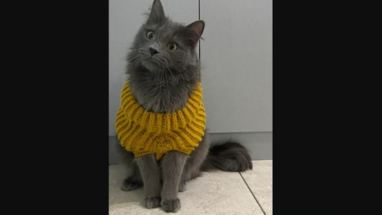 The catto wearing the sweater knit by the Redditor's mother. (reddit/@fosterschmidt) The catto wearing the sweater knit by the Redditor's mother. (reddit/@fosterschmidt)
