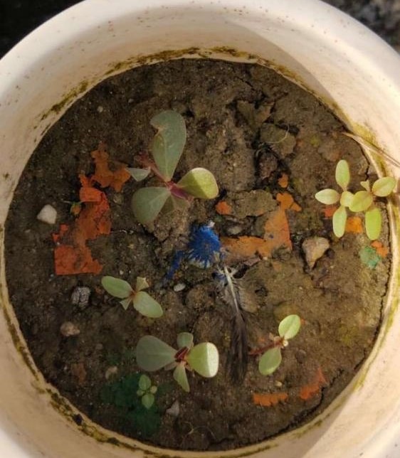 Plantable flags are embedded with seeds of tulsi, wildflowers, tomatoes, green chilli and marigold. Plantable flags are embedded with seeds of tulsi, wildflowers, tomatoes, green chilli and marigold.