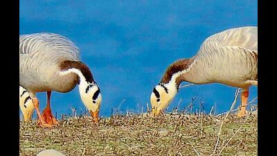 Migratory birds at Makora Pattan in Punjab’s Gurdaspur district. Migratory birds at Makora Pattan in Punjab’s Gurdaspur district.