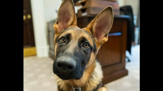 US President Joe Biden's Instagram post shows his German Shepherd puppy called Commander.&nbsp;(instagram/@potus)