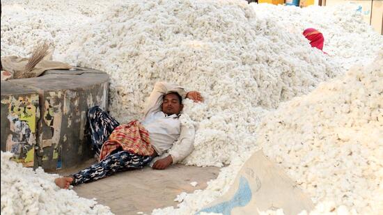 President of NAEC Lalit Thukral said that the price of cotton has gone up by 80% over the past couple of months. (Representative image/HT Archive)