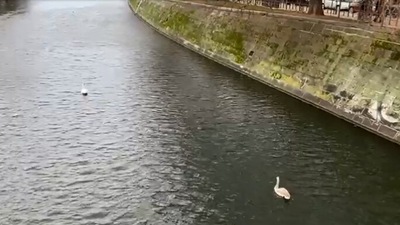 The image, taken from the viral video, shows the swam swimming away. (Jukin Media)