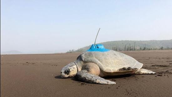 It is currently speculated that the Olive Ridley turtle move toward either the Middle East, Pakistan or towards Sri Lanka after laying eggs in Maharashtra (HT File)