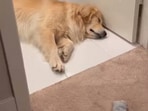 The image, taken from the Instagram video, shows the dog sleeping.(Instagram/@maui_thegoldenpup)