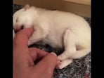 A screengrab from the video that shows how a new-born puppy loves getting some belly rubs. (reddit/@doubleniji)