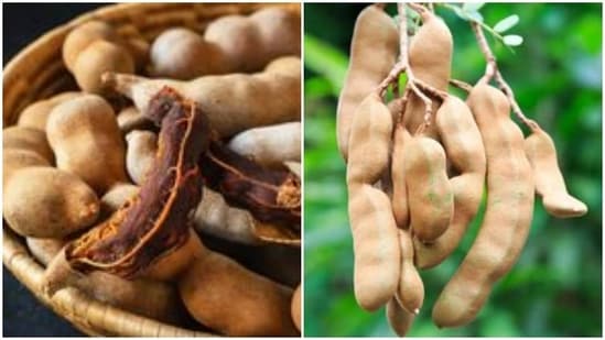 Tamarind comes with multiple health benefits for the body. The pulp extracted from the tamarind helps in reducing obesity - it is just one of the many amazing benefits of this fruit.(https://in.pinterest.com/)