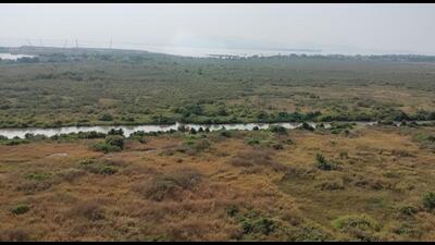 Environmentalists want a top-level investigation into the destruction of a vast stretch of mangroves in the Thane Creek near the Airoli toll naka. (For representational purposes only) (HT FILE PHOTO) Environmentalists want a top-level investigation into the destruction of a vast stretch of mangroves in the Thane Creek near the Airoli toll naka. (For representational purposes only) (HT FILE PHOTO)