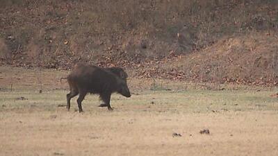 The victim told the Mohali police that when one of the men took aim at a boar and opened fire, the bullet hit him instead. (HT Photo/For representation only)