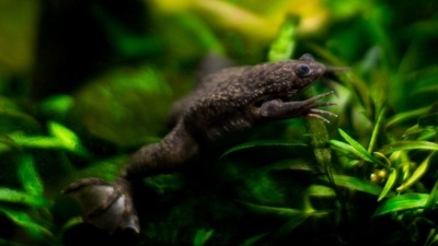 The process allowed the frog to swim again. (Courtesy: Smithsonian National Zoo) The process allowed the frog to swim again. (Courtesy: Smithsonian National Zoo)