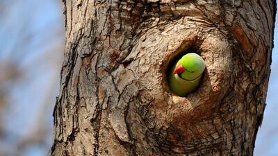 A parrot basking in the sun from the comfort of its nest at Rose Garden in Sector 16, Chandigarh, on Thursday. (Ravi Kumar/HT)