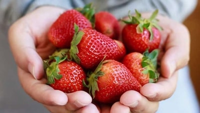 Strawberry contains malic acid, which helps in whitening of the teeth. It also contains fibers which help in getting rid of the bacteria present inside the mouth. Strawberry contains malic acid, which helps in whitening of the teeth. It also contains fibers which help in getting rid of the bacteria present inside the mouth.