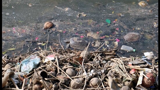 Dead turtles are still being fished out of Gauripada Lake in Kalyan on Thursday. Activists blamed concretisation of the lake walls for the death of turtles. (RISHIKESH CHOUDHARY/HT PHOTO) Dead turtles are still being fished out of Gauripada Lake in Kalyan on Thursday. Activists blamed concretisation of the lake walls for the death of turtles. (RISHIKESH CHOUDHARY/HT PHOTO)