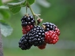 A nutrient powerhouse, mulberries are rich in iron, riboflavin, vitamin c, vitamin k, potassium, phosphorous and calcium. A nutrient powerhouse, mulberries are rich in iron, riboflavin, vitamin c, vitamin k, potassium, phosphorous and calcium.