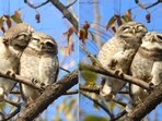 The image of the owlets are captured by a photographer and they went crazy viral.(Ashwin Kenkare)