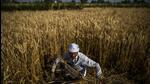A farmer cuts wheat by hand while a harvesting a field in the Bulandshahr district of Uttar Pradesh (Bloomberg) A farmer cuts wheat by hand while a harvesting a field in the Bulandshahr district of Uttar Pradesh (Bloomberg)