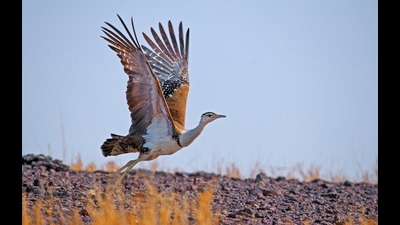 (Photo: Dhritiman Mukherjee) (Photo: Dhritiman Mukherjee)