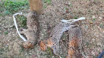 Three fishing cats found dead this month were poisoned. (HT Photo)