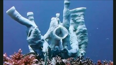 The image, taken from the viral video, shows a frogfish. (Jukin Media)