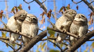 The image of the owlets are captured by a photographer and they went crazy viral. (Ashwin Kenkare) The image of the owlets are captured by a photographer and they went crazy viral. (Ashwin Kenkare)